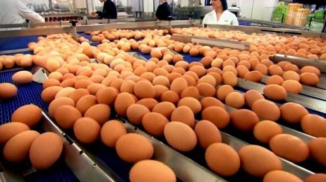 超市的雞蛋不是母雞下的？實拍工廠生產雞蛋全過程，看完恍然大悟了
