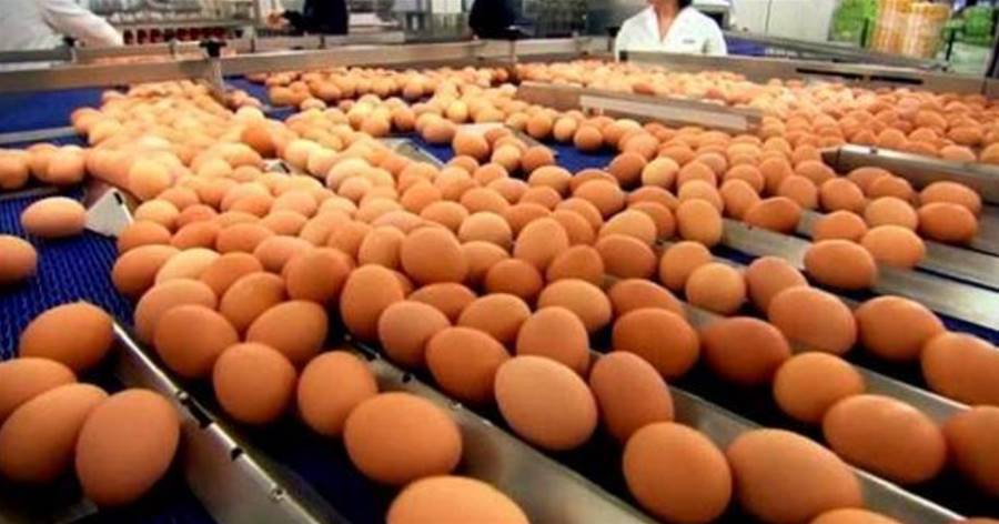 超市的雞蛋不是母雞下的？實拍工廠生產雞蛋全過程，看完明白了