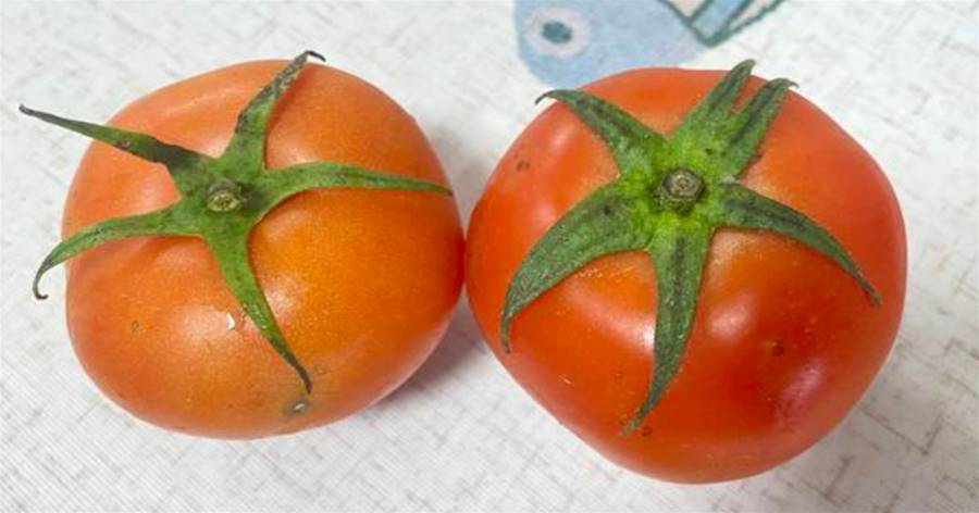 買西紅柿時，選5片葉還是6片葉？老菜農：差別可不小，買錯浪費錢