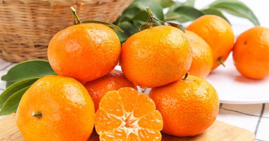 買砂糖橘，選有葉子的還是沒有葉子的？學會4不買，砂糖橘不會差！